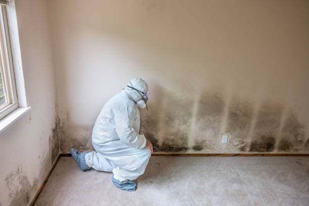 Best Airborne Mold Testing  in Suitland, MD